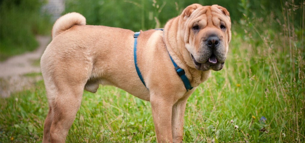 Топ 10 самых красивых пород собак