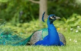 Самые редкие виды животных.