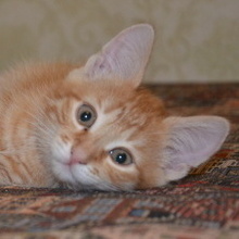 Александр, г. Москва