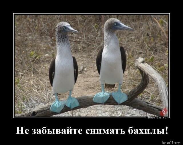 Весёлые картинки (часть 49)