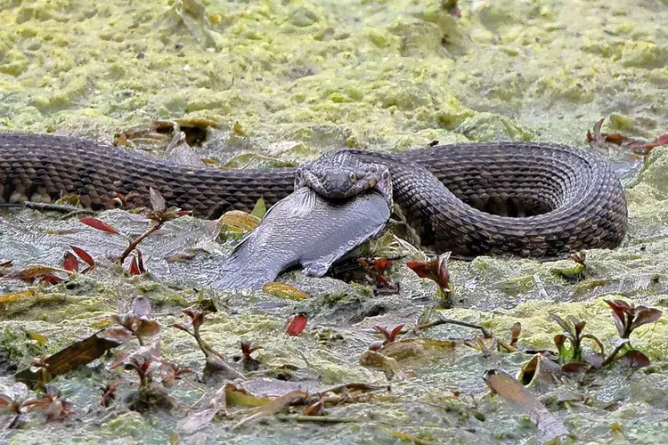 Фотограф-любитель запечатлел шокирующие кадры большой техасской змеи, разжимающей челюсти, чтобы проглотить рыбу