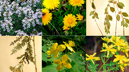 Народные средства борьбы с курением.