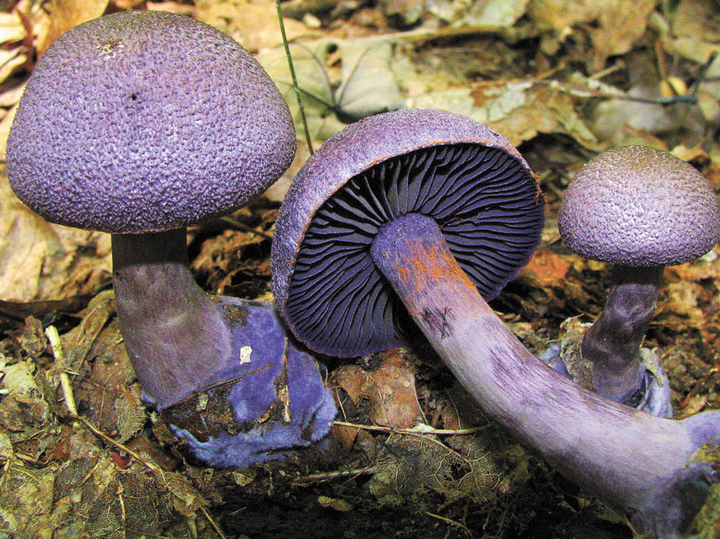 Штраф за сбор грибов и срок как за убийство человека (до 9 лет). Новый закон 2023