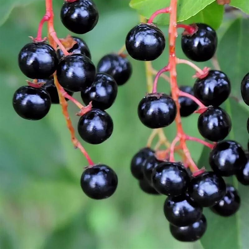 Рассказ про черёмуху