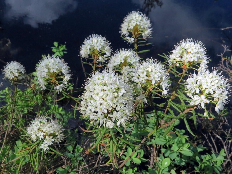 Багульник или птицемол.