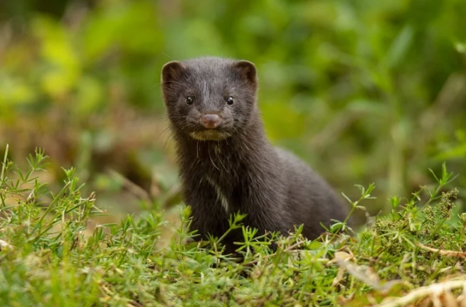 Исследование выявило неизвестную линию SARS-CoV-2 на трех норковых фермах в Польше