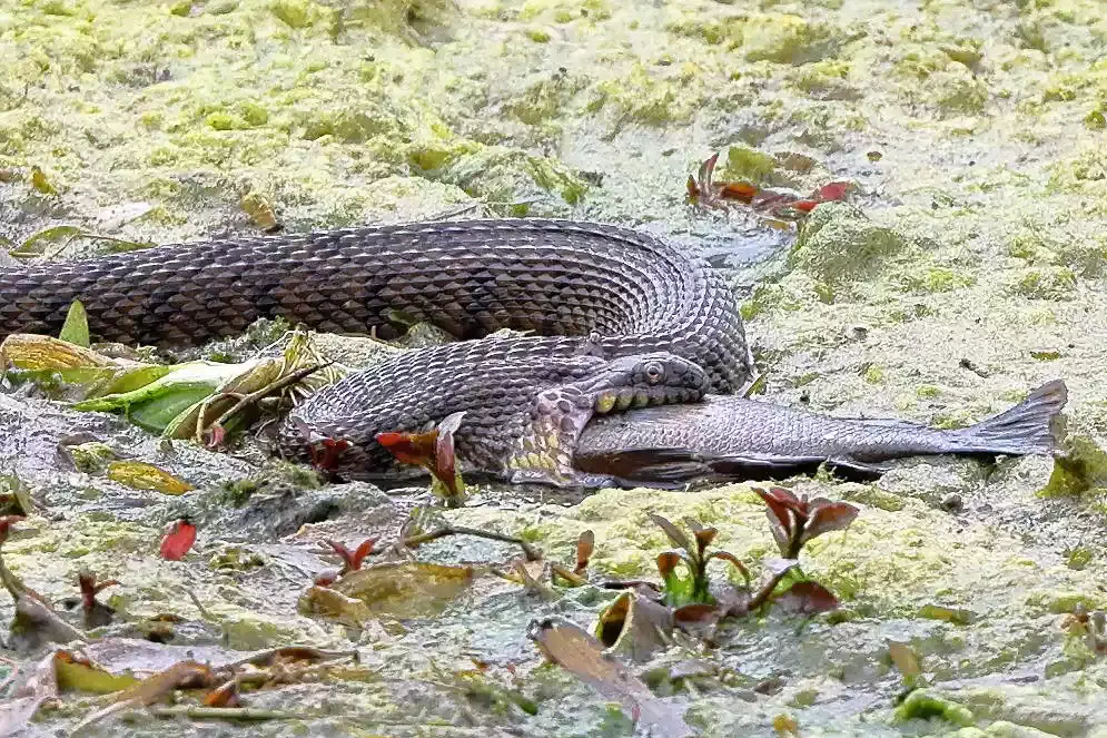 Фотограф-любитель запечатлел шокирующие кадры большой техасской змеи, разжимающей челюсти, чтобы проглотить рыбу