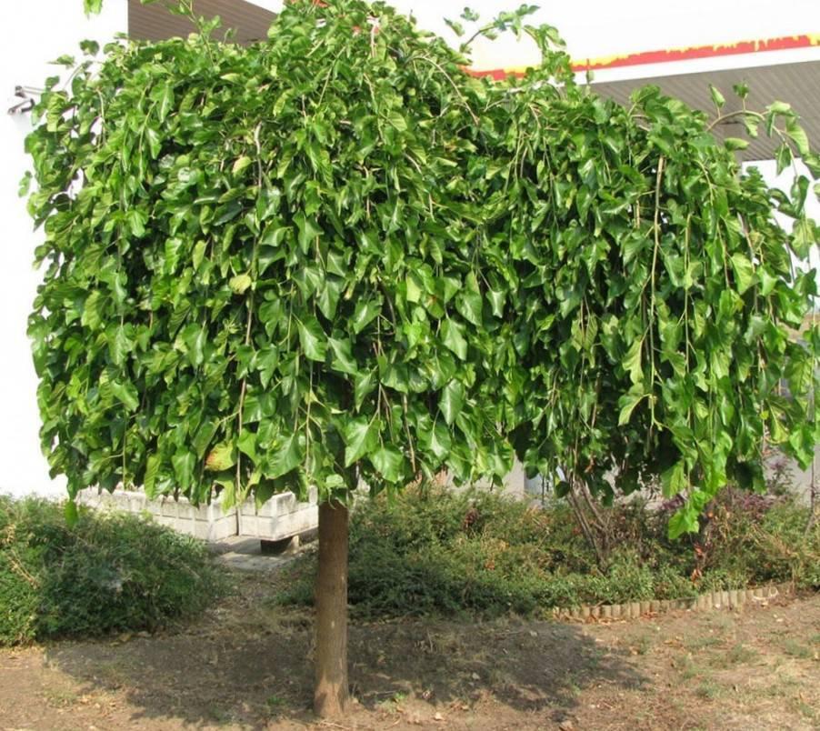 Рассказ про шелковицу