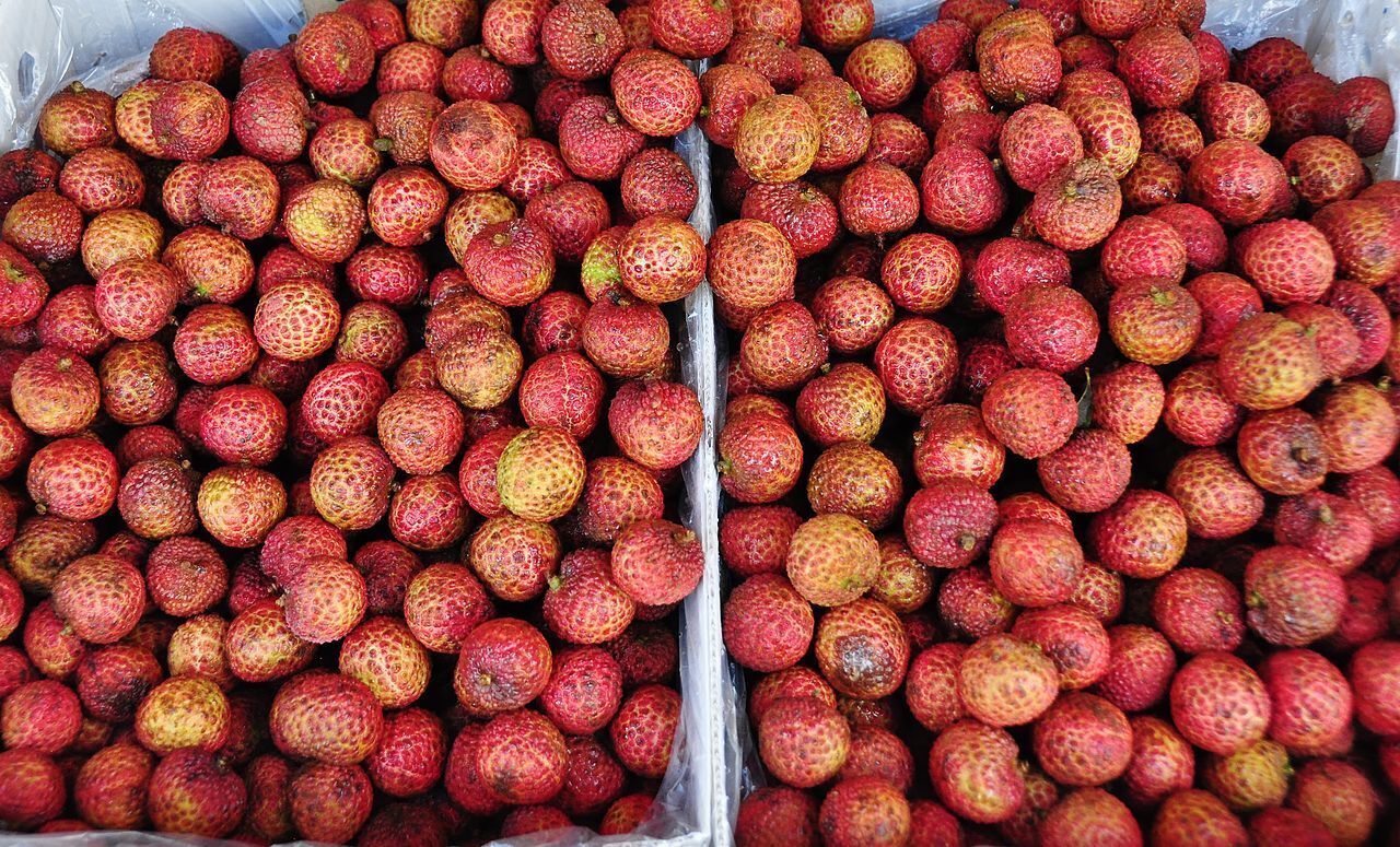 Рассказ про личи