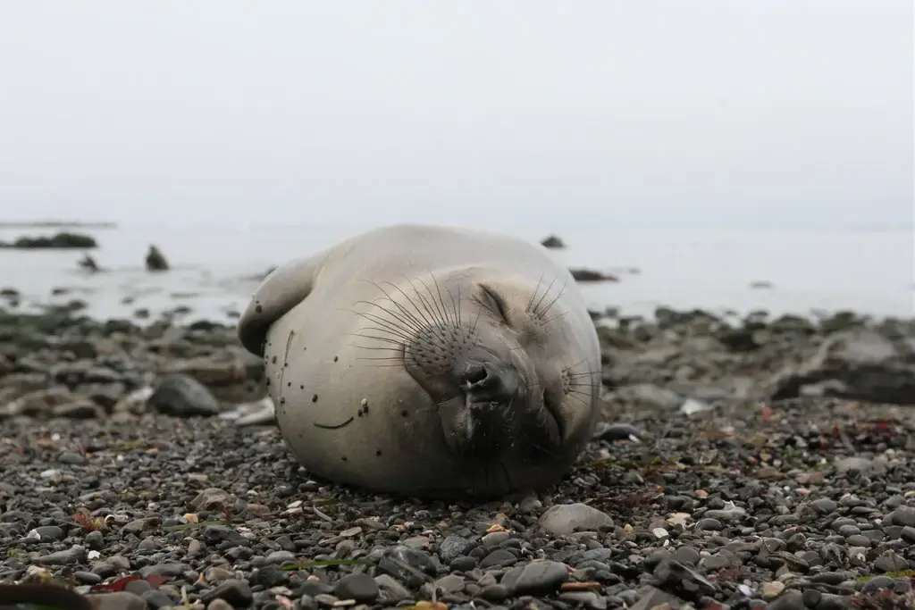 Морские слоны дремлют во время глубоководных погружений в океан.