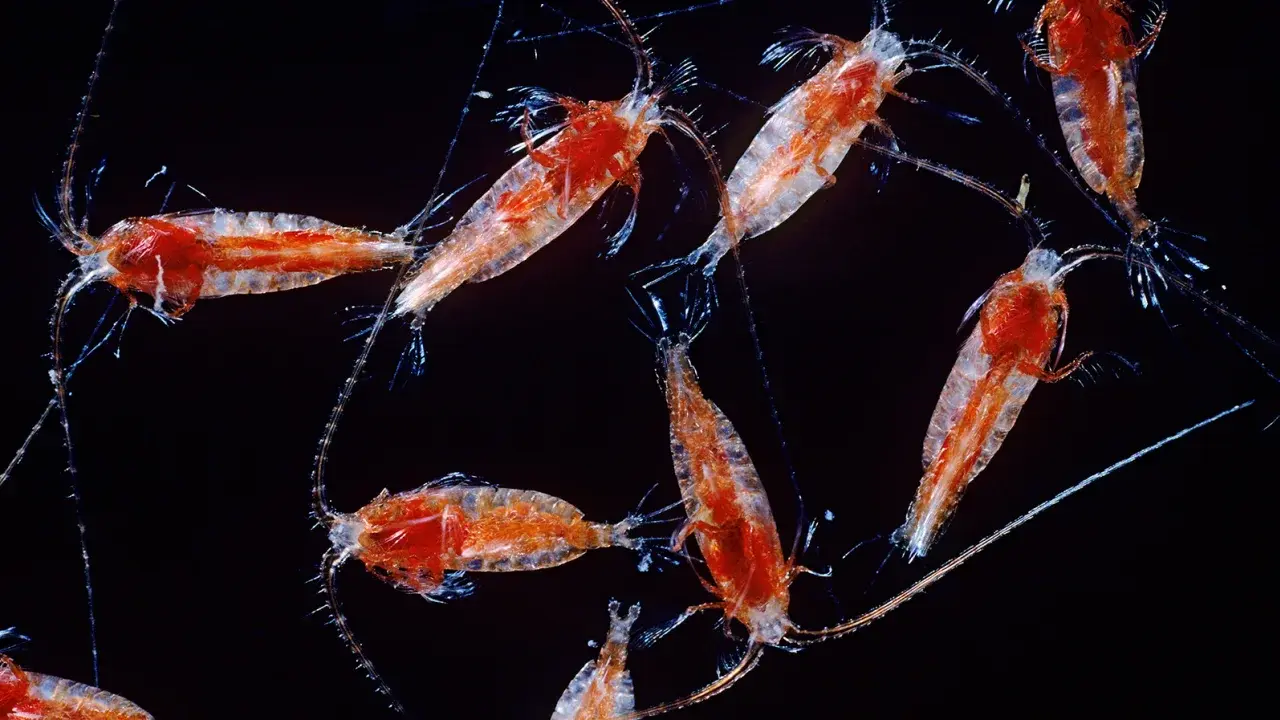 Жизнь в «сумеречной зоне» океана может исчезнуть из-за климатического кризиса