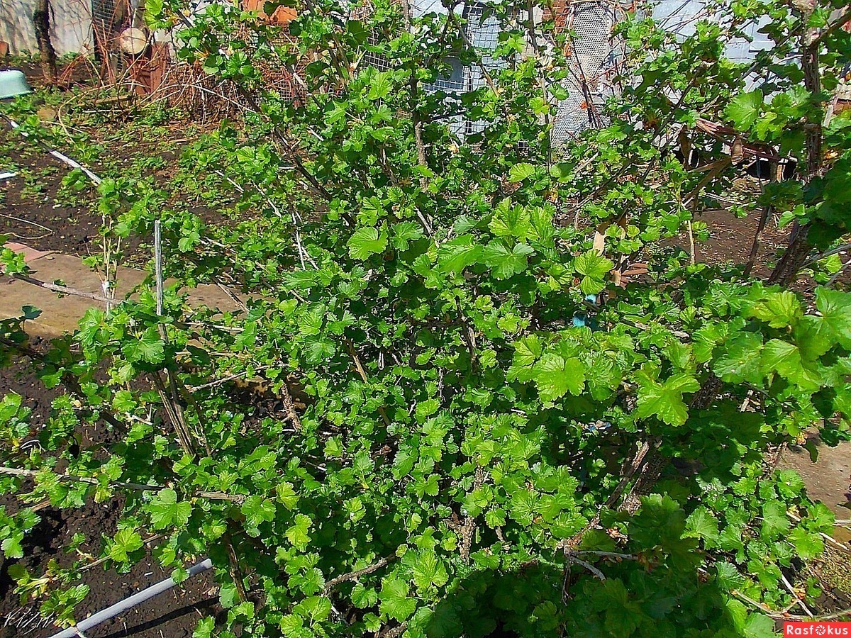 Рассказ про йошту