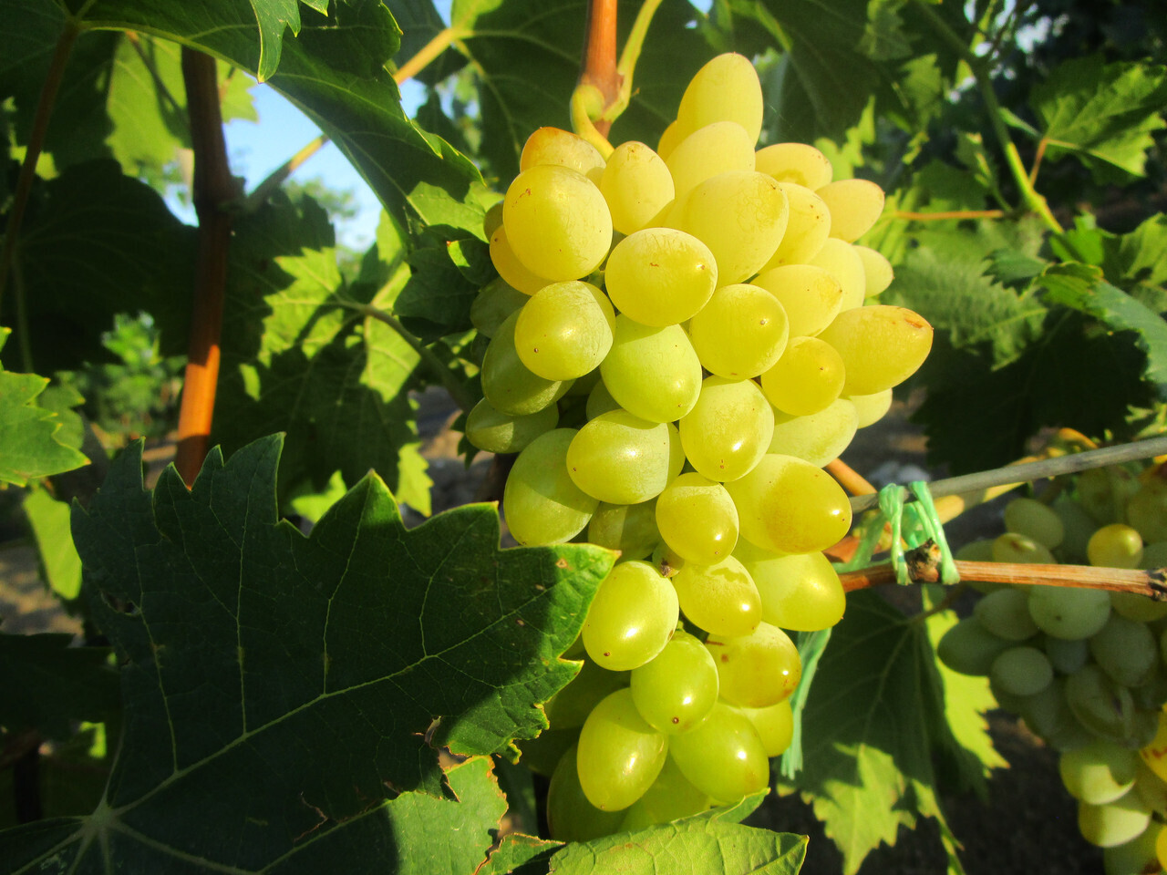 Рассказ про виноград