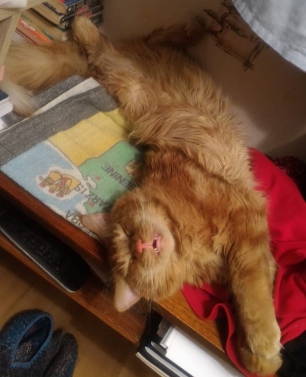 Просто о поведении кошек