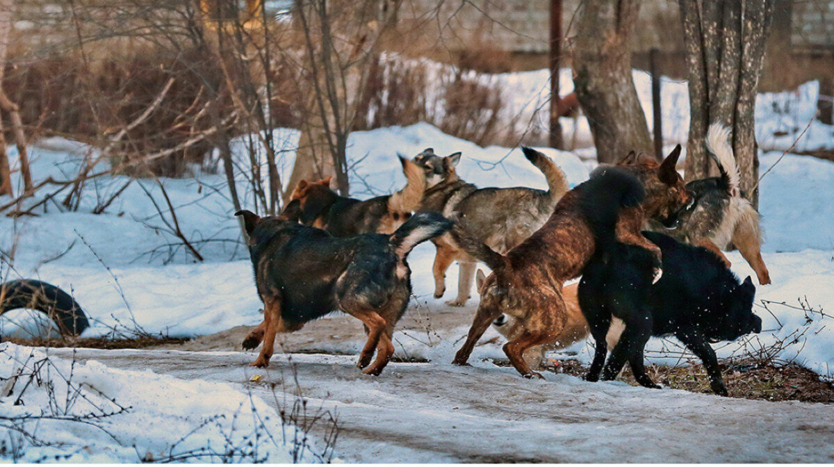 Что делать с бродячими собаками в России? Гуманные и негуманные способы решения проблемы
