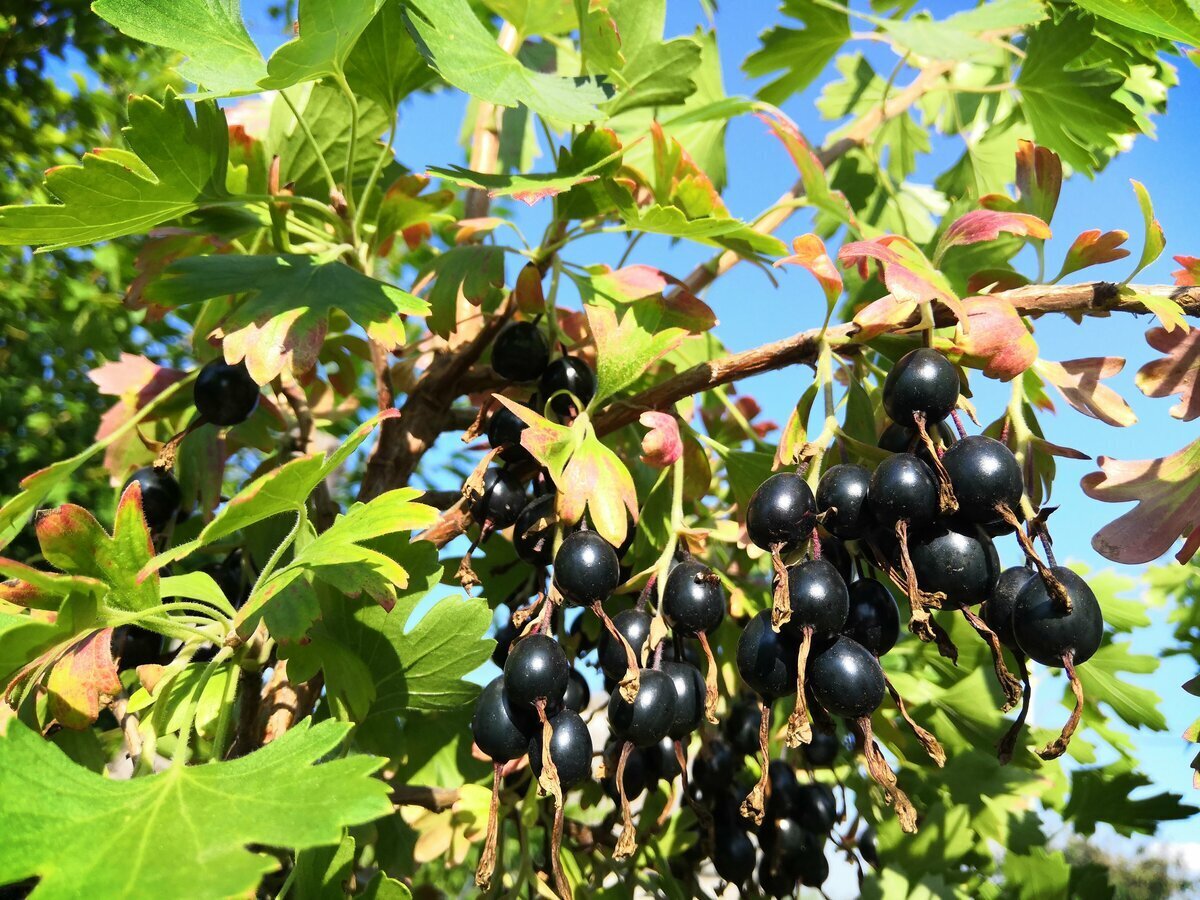 Рассказ про йошту