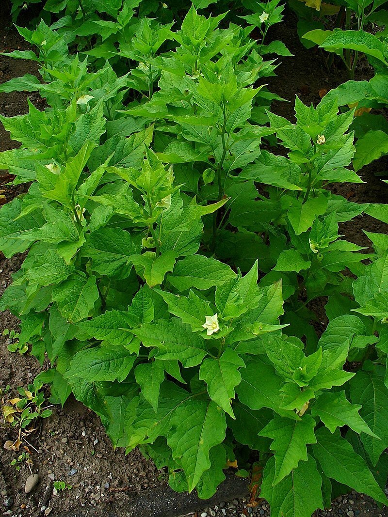 Рассказ про физалис