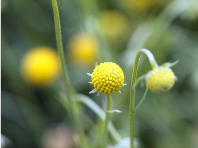 5 необычных трав. Знаете ли вы их?