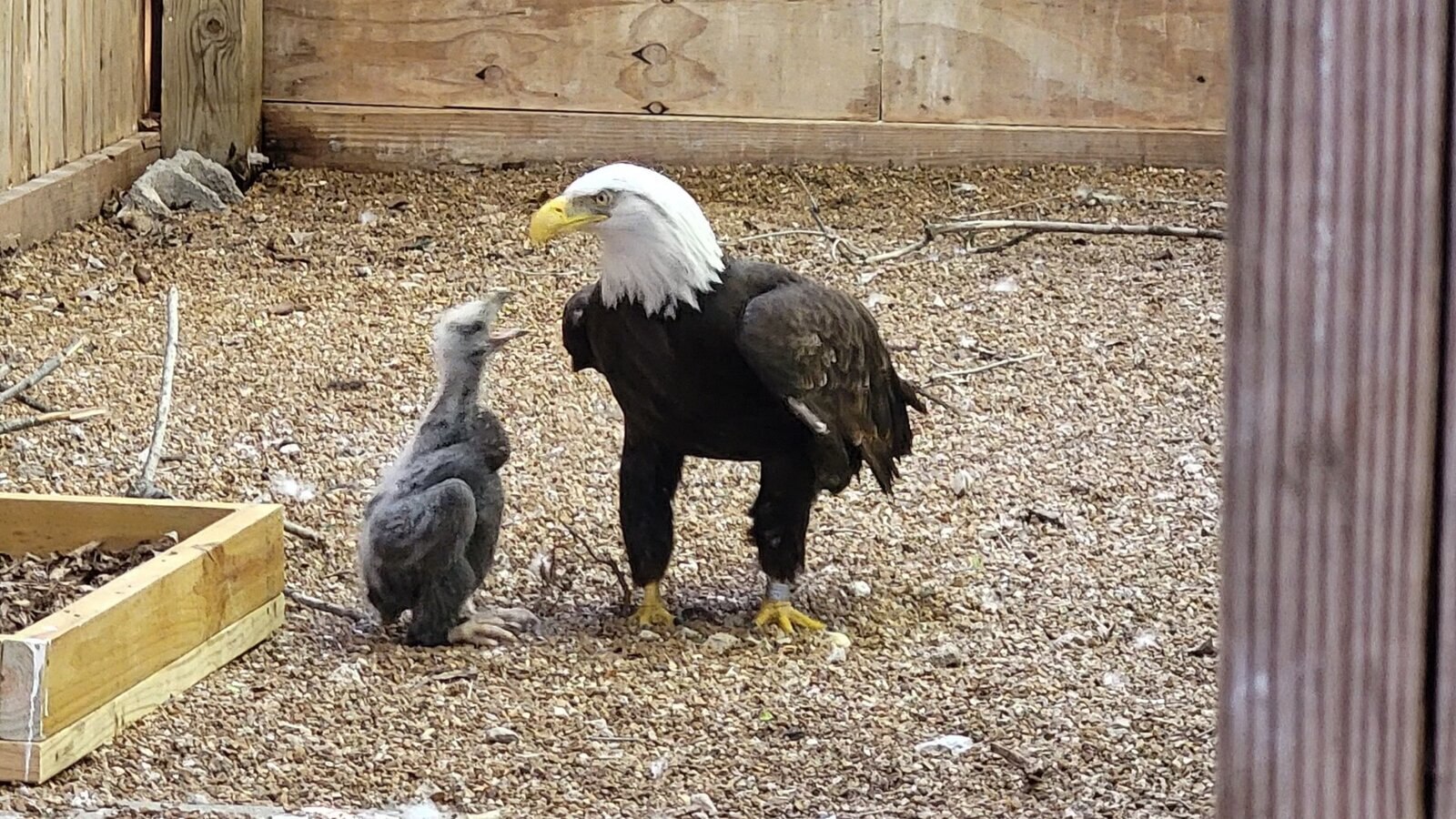 Орел, усыновивший Камень, становится настоящим отцом.