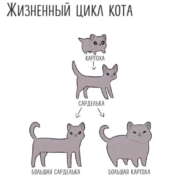 Карта кота по версии кота