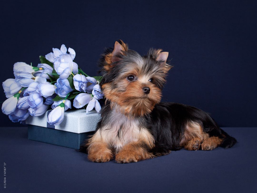 Маленькие породы собак