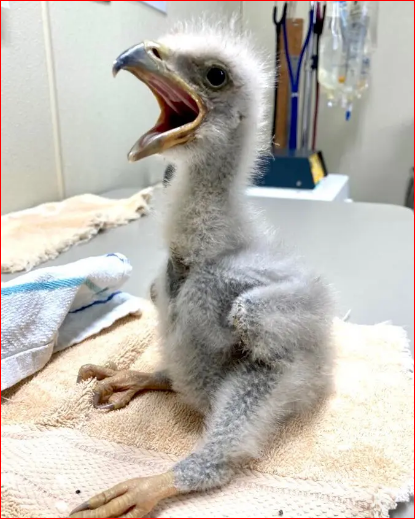 Орел, усыновивший Камень, становится настоящим отцом.