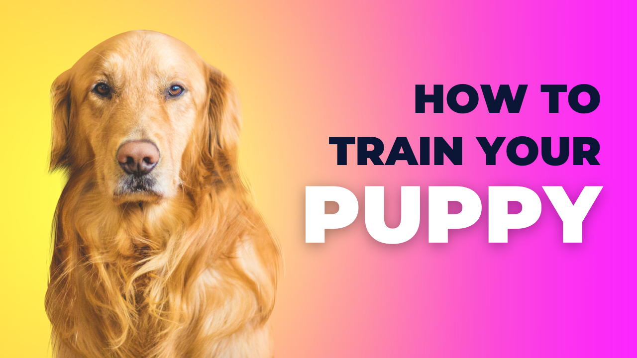 Преимущества наличия домашних животных: почему животные становятся отличными компаньонами