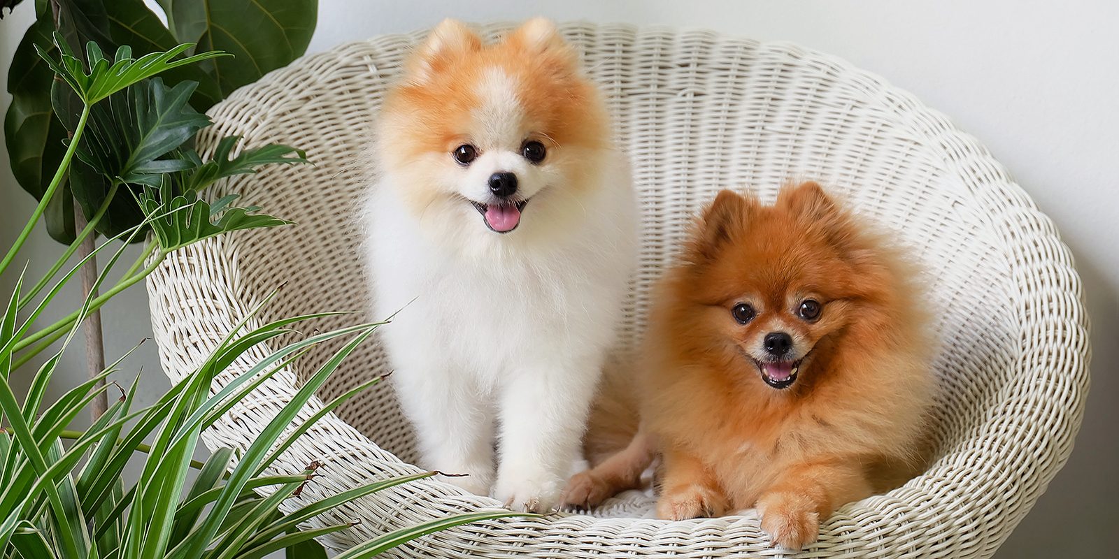 Маленькие породы собак