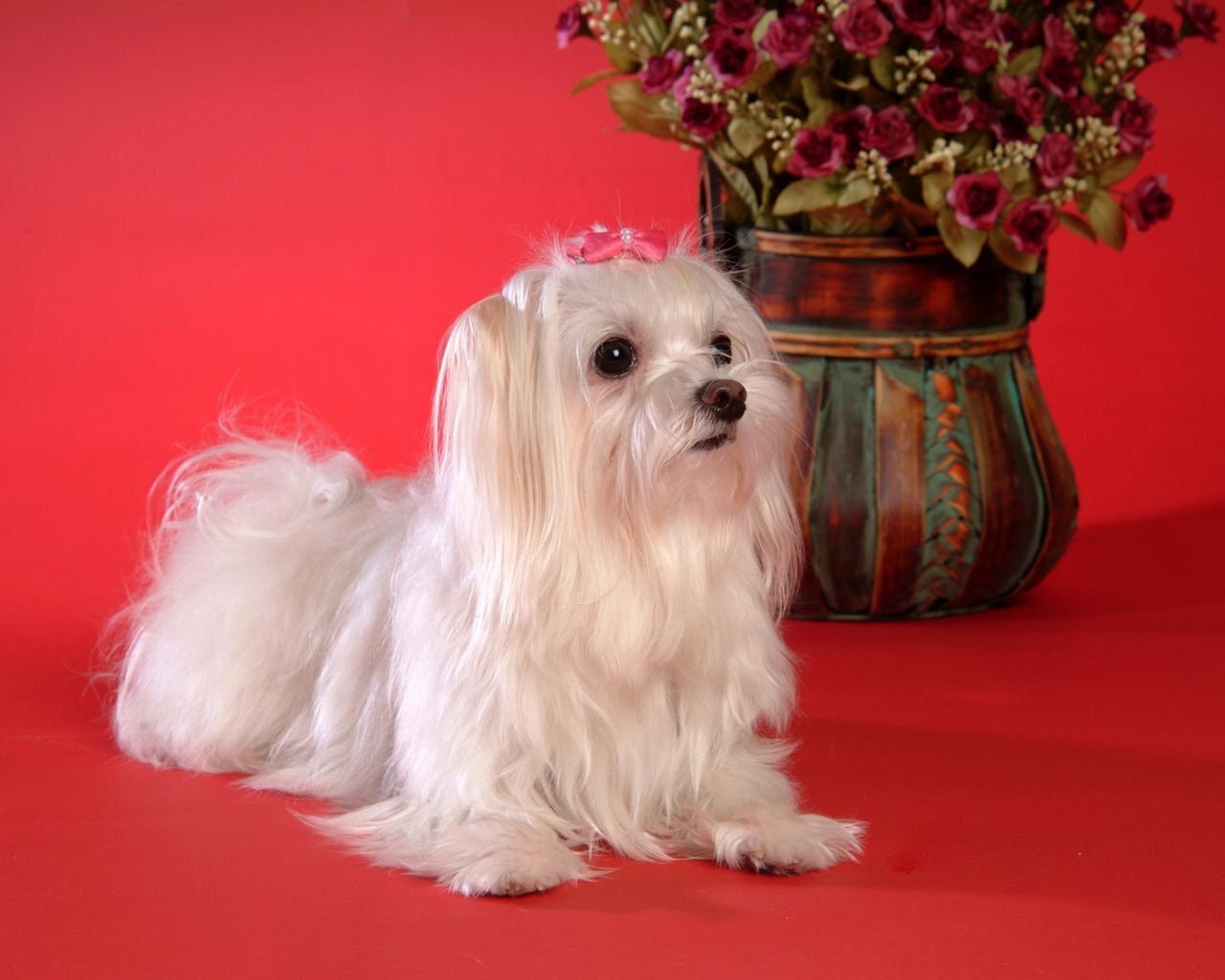 Маленькие породы собак