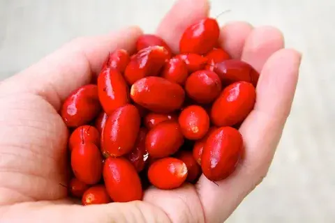 Рассказ про магический фрукт