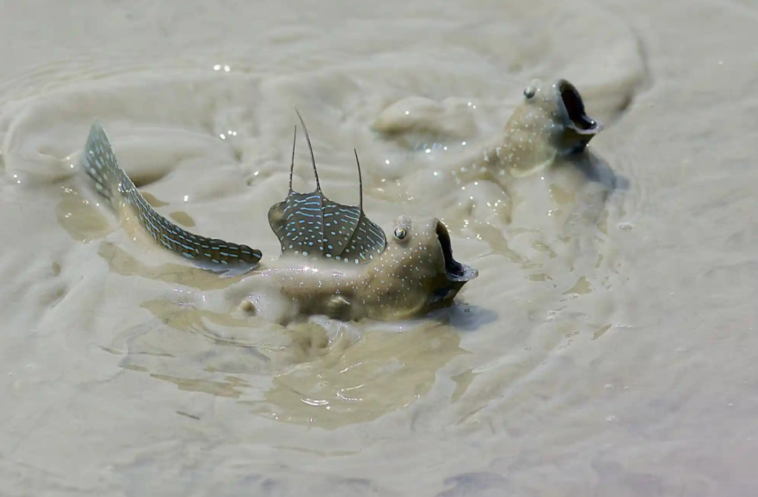 Лучшие фотографии дикой природы этой недели, включая новорожденных черепах, спасенного леопарда и белых носорогов