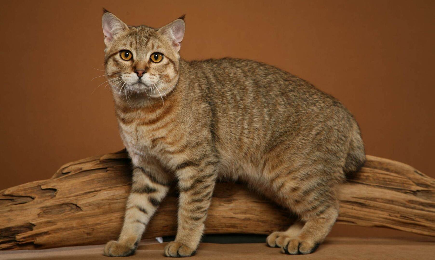 О породах кошек которые прекрасно ладят с детьми