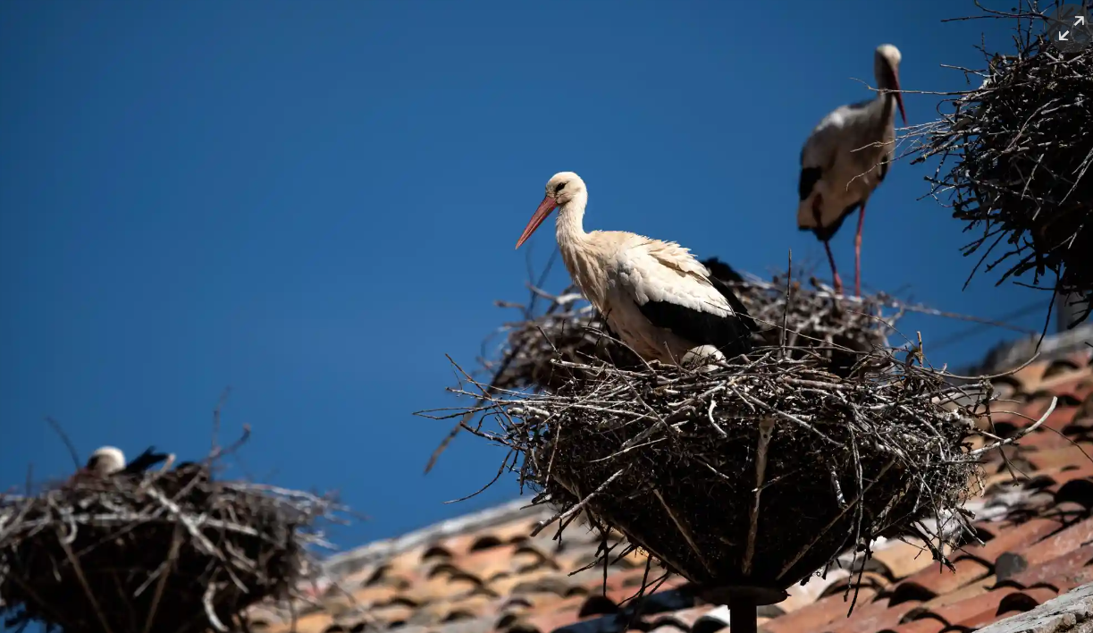 Лучшие фотографии дикой природы этой недели, включая новорожденных черепах, спасенного леопарда и белых носорогов