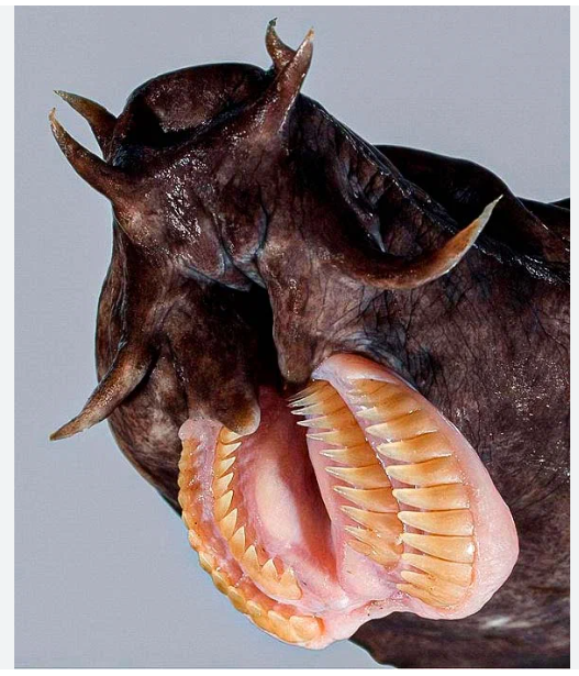 Необычный обитатель Мирового океана.