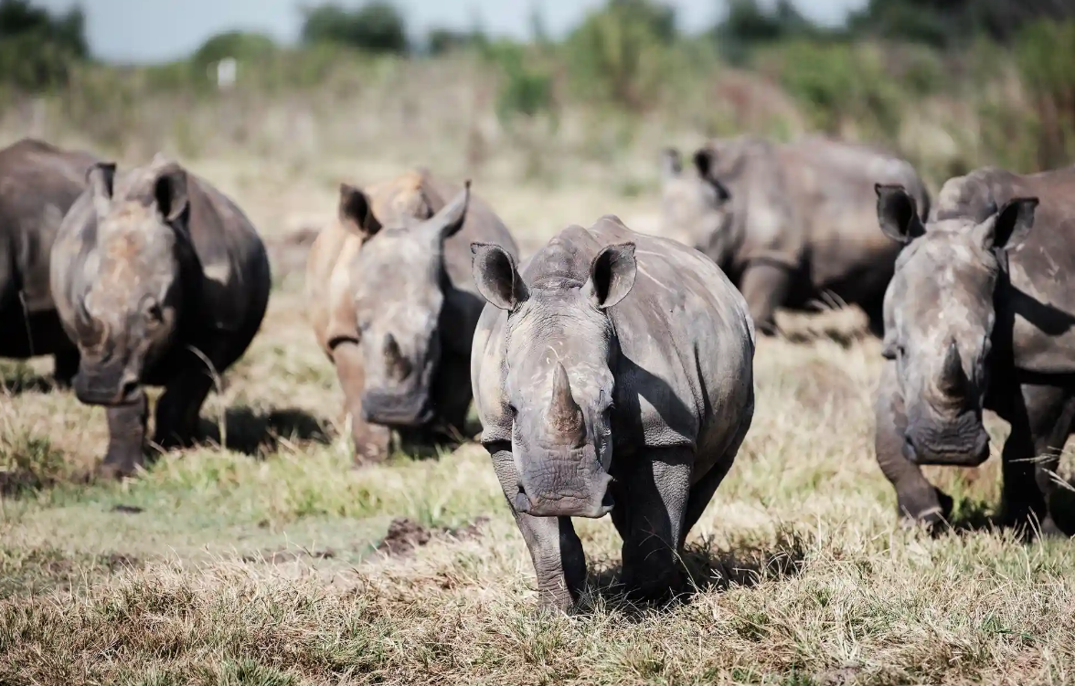 Лучшие фотографии дикой природы этой недели, включая новорожденных черепах, спасенного леопарда и белых носорогов