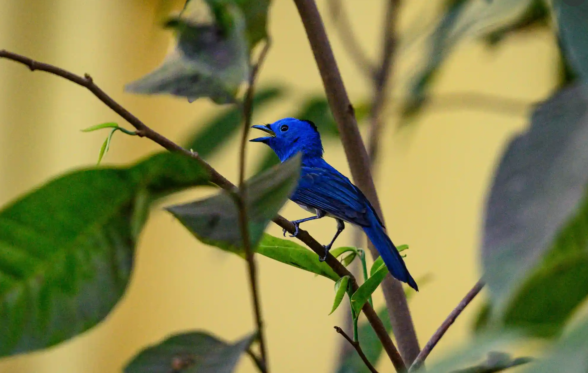 Лучшие фотографии дикой природы этой недели, включая новорожденных черепах, спасенного леопарда и белых носорогов