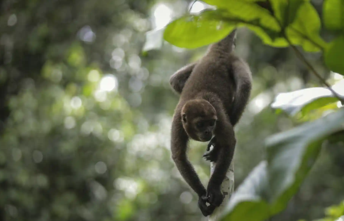 Лучшие фотографии дикой природы этой недели, включая новорожденных черепах, спасенного леопарда и белых носорогов
