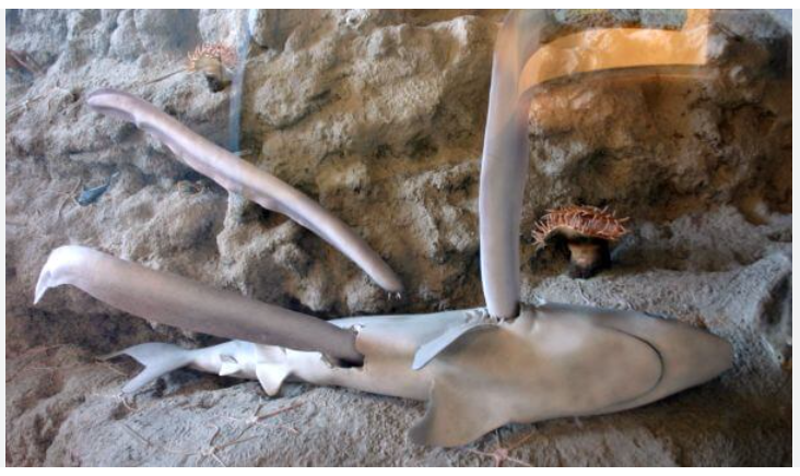 Необычный обитатель Мирового океана.