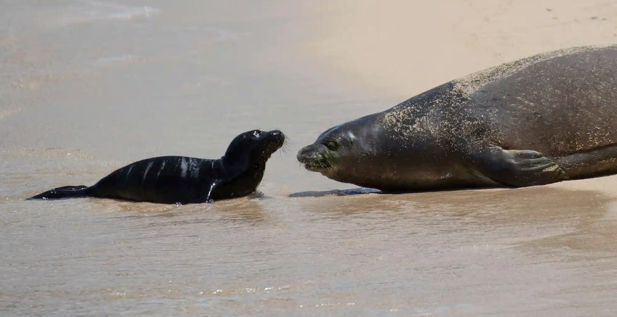 Лучшие фотографии дикой природы этой недели, включая новорожденных черепах, спасенного леопарда и белых носорогов