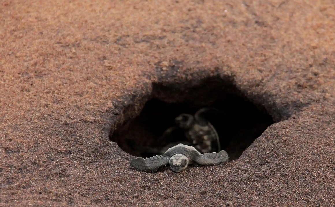 Лучшие фотографии дикой природы этой недели, включая новорожденных черепах, спасенного леопарда и белых носорогов