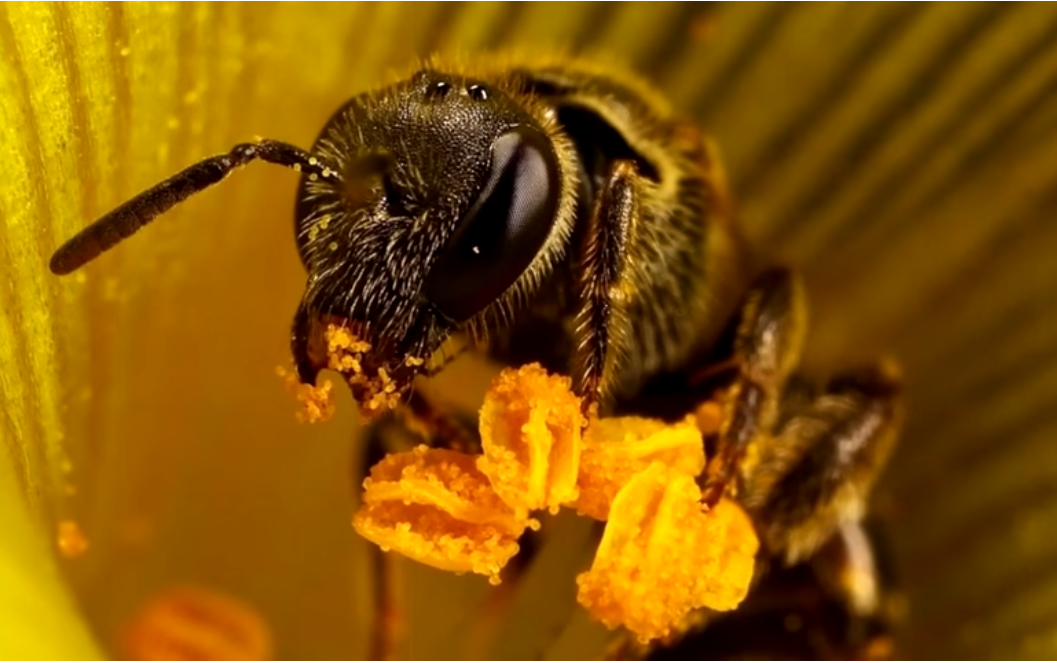 Пчела питается нектаром. Пчёлы интересное об их жизни. Процесс переработки пчелами нектар в мед. Пчелы НАСА. Как рождаются пчелы.