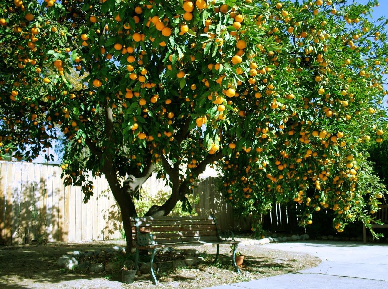 Рассказ про клементин