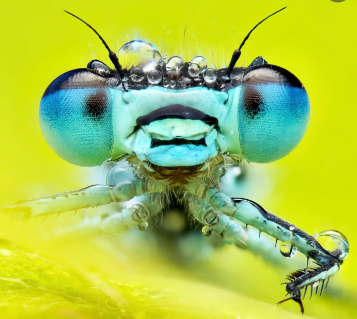 Лучшие фотографии дикой природы этой недели, включая новорожденных черепах, спасенного леопарда и белых носорогов