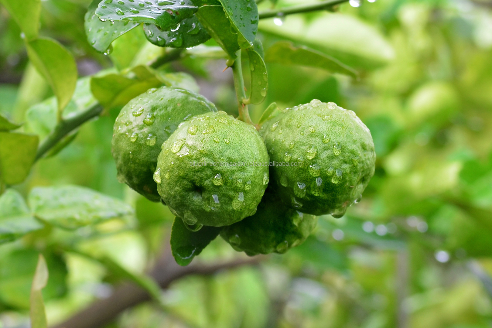 Рассказ про бергамот