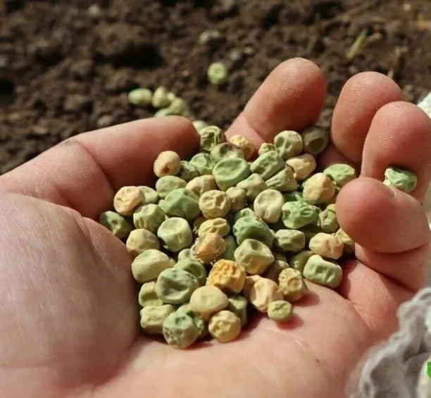 Лечим землю oт гpибкoвыx зaбoлeвaний + пoлнoцeннaя зaмeнa нaвoзу.