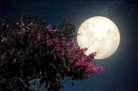 Май начинается с особого дня, когда проходит Цветочная луна.