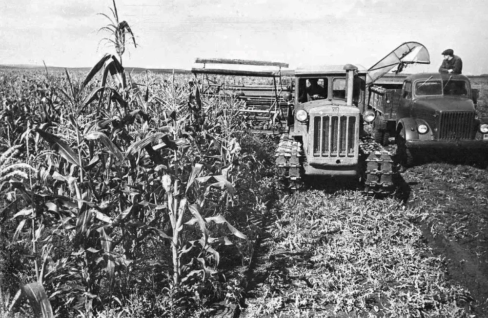 Как Никита Хрущев отдал приказ спасти народ от голода, накормив его кукурузой, и чуть не разорил страну