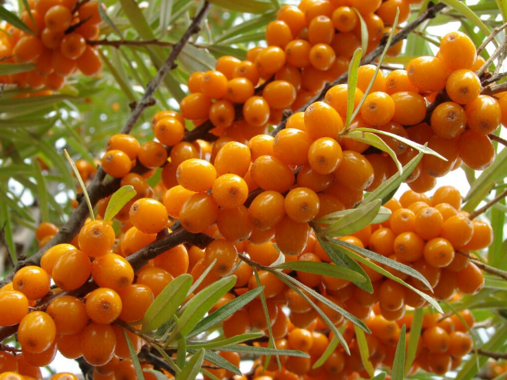 Облепиха: секреты полезных свойств ягоды, которые вы не знали!