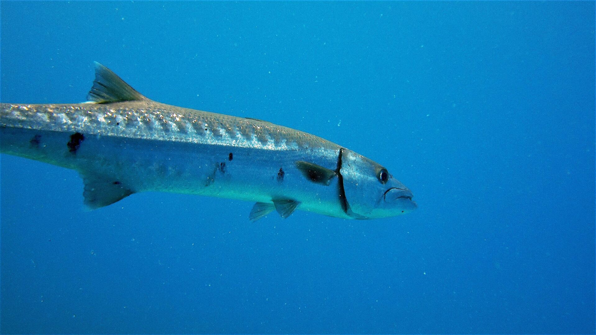 Хищники океана