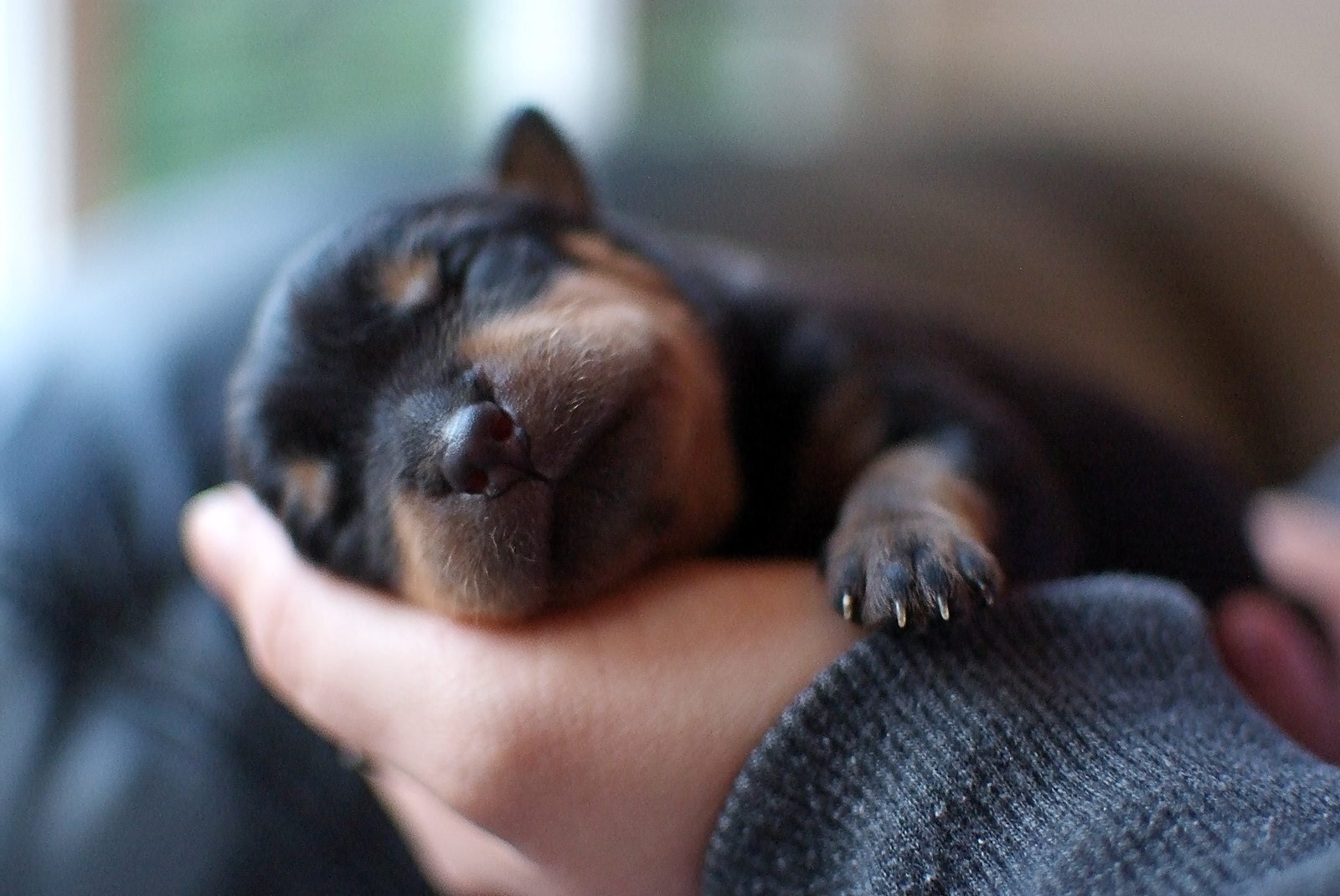 Четвероногий друг(выбор, уход, дрессировка)